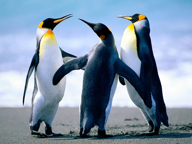 Test Title: Pinguins